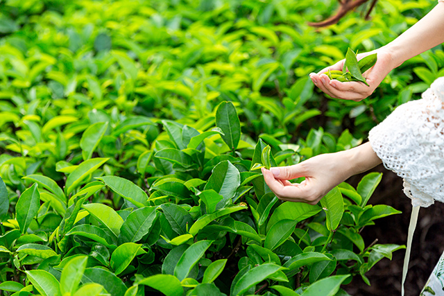 茶葉、種植、茶園-康興醫(yī)療器械官網(wǎng)